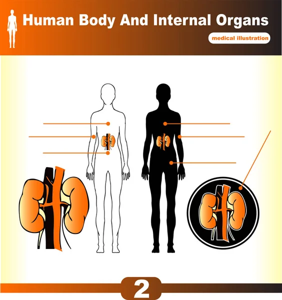 Innere Organe Und Körperteile — Stockvektor