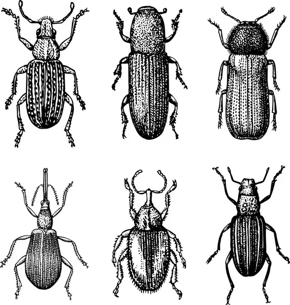 Vector Conjunto Insectos — Archivo Imágenes Vectoriales