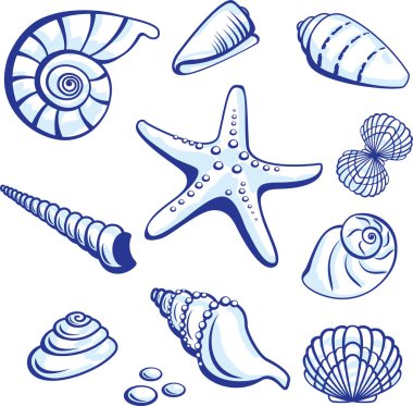 Bir dizi deniz unsuru. Vektör çizimi. denizyıldızı ve kabukları