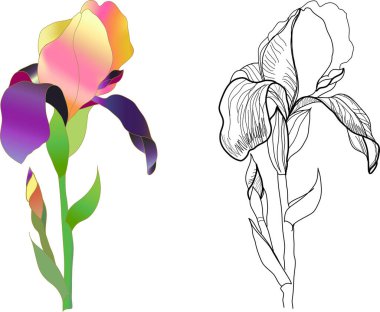 vector tulip flower botanical. wild spring and leaf isolated ink art. isolated art illustration ink art. isolated illustration illustration element on white background.