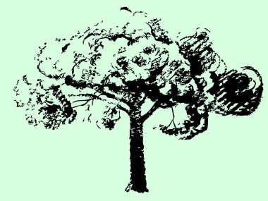 Yapraklı ağaç, resimleme.