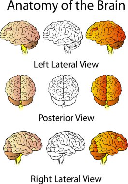 Metinli beyin anatomisi çizimi