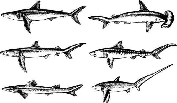 Set Hand Drawn Sketch Sea Animals — Stock Vector