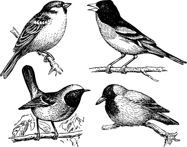 Conjunto Aves Diferentes — Archivo Imágenes Vectoriales