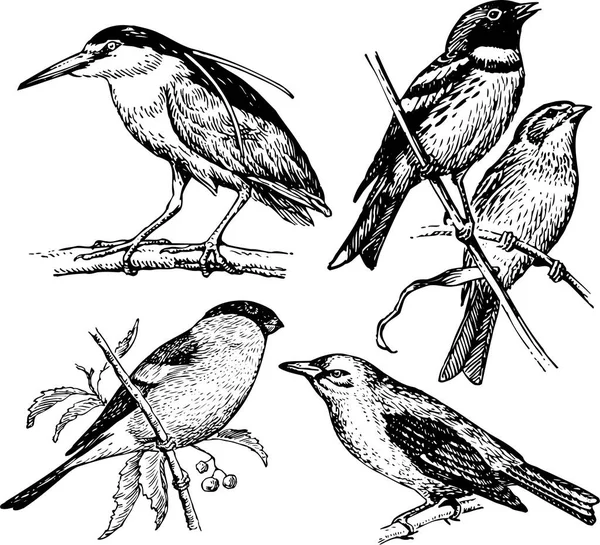Dibujo Vectorial Ilustración Aves Varios Tipos — Archivo Imágenes Vectoriales