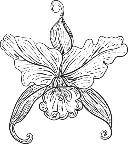 Vector Illustration Flowers Leaves Flowers Botanical Floral — Stock Vector