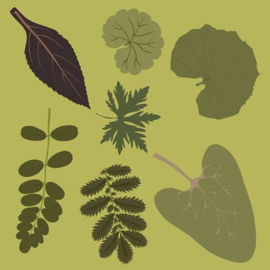 Sonbahar yaprakları ve bitkiler