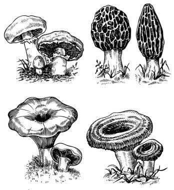 Mantar ve mantar seti, vektör illüstrasyonu