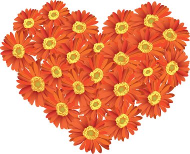 Kırmızı Gerbera çiçeklerinin kalbi beyaz arka planda izole. en üstteki görünüm.