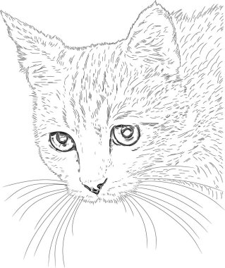 Kedi. siyah ve beyaz resimleme