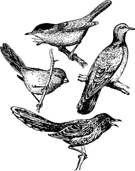 Ilustración Pájaros Tinta Dibujado Mano — Archivo Imágenes Vectoriales