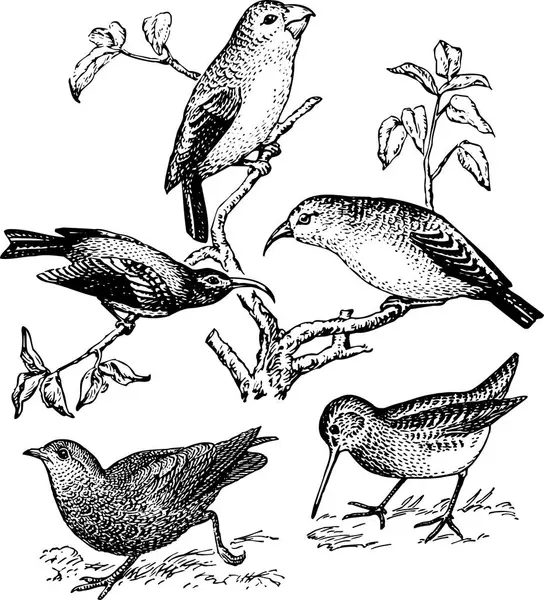 Conjunto Aves Ilustración Vectorial — Archivo Imágenes Vectoriales