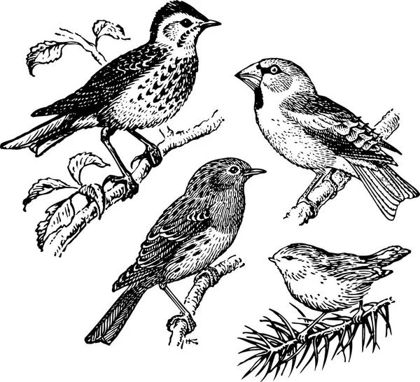 Conjunto Pájaros Ilustración Vectorial — Archivo Imágenes Vectoriales