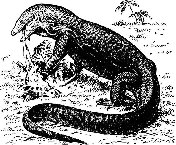 Illustration Black White Dinosaur — Stock Vector