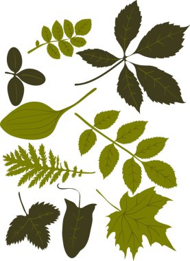 set of different leaves on white background. vector illustration
