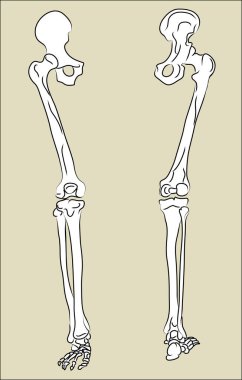 İnsan bacağı iskelet vektörü. Anatomi ve iskelet vücudu. İskelet. Anatomi, insan vücudu, kemikler, kemikler, kemikler, iskelet. İnsan anatomisi