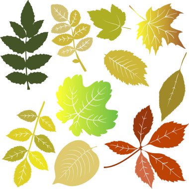 Sonbahar yaprakları, vektör çizim seti