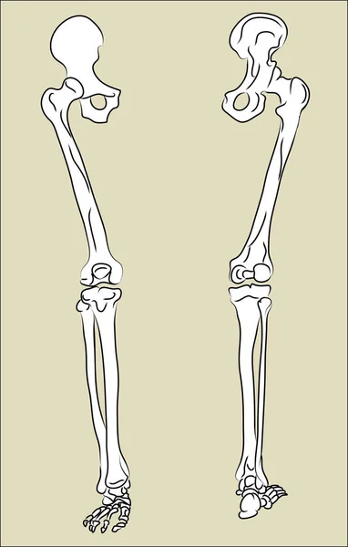 Vecteur Squelette Jambe Humaine Anatomie Corps Squelette Squelette Anatomie Corps — Image vectorielle