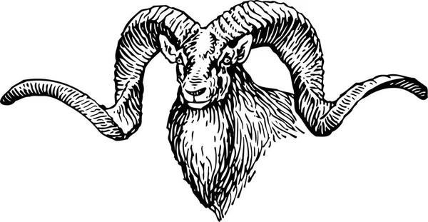 Black White Vector Illustration Goat Big Horns — Stock Vector