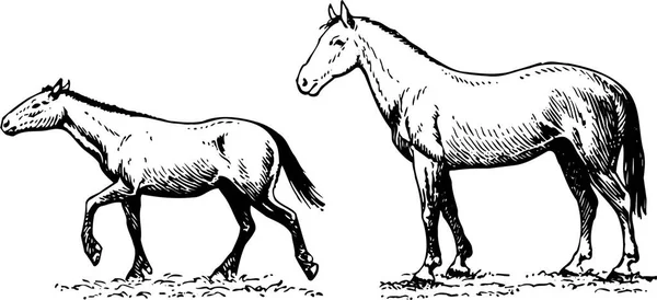 Horses White Background Vector Illustration — Archivo Imágenes Vectoriales