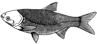 Eskiz tarzında balık..