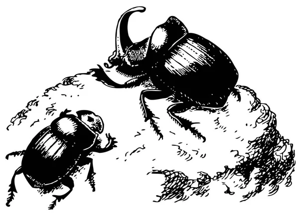 Woodcut Illustration Beetles — Stock Vector