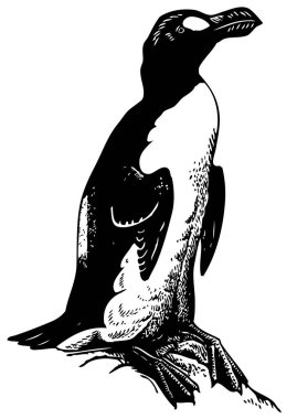 penguenin siyah ve beyaz görüntüsü