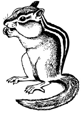 Sincap yemenin vektör çizimi 