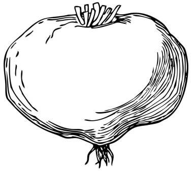 El çizimi turpu beyaz arkaplanda izole