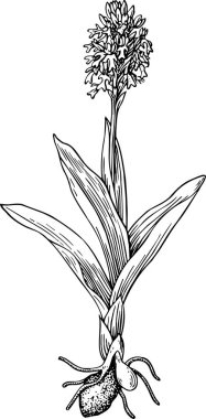 Bitkinin vektör çizimi 