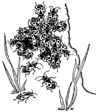 Bir grup böceğin siyah beyaz karikatürü.