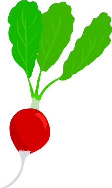 radish and leaves on white background. vector illustration.