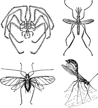Beyaz arka planda izole edilmiş bir grup böcek. resimleme