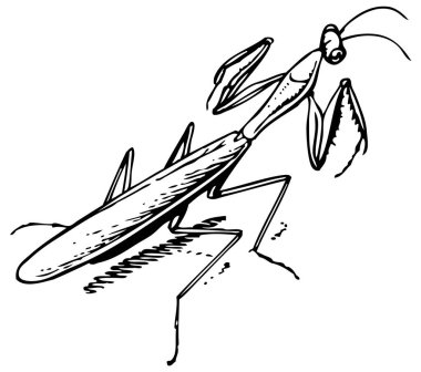 Peygamberdevesinin vektör çizimi