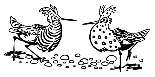 Vector Ilustración Par Aves — Vector de stock