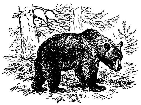 Ilustração Vetorial Preto Branco Urso — Vetor de Stock