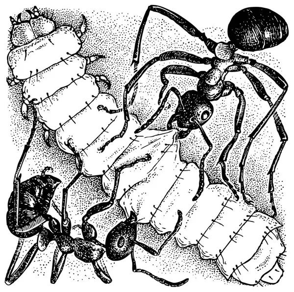 キャタピラーを攻撃する2匹のアリの黒と白のイラスト — ストックベクタ