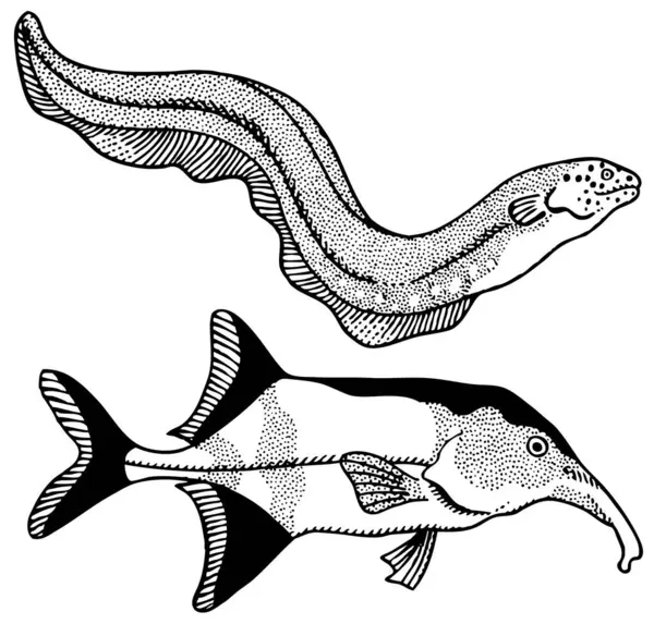 Черно Белый Векторный Набросок Морских Существ — стоковый вектор