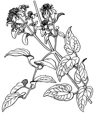 Çiçek elementleriyle arka planın vektör illüstrasyonu