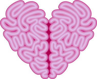 İnsan beyni kalp şeklinde. 