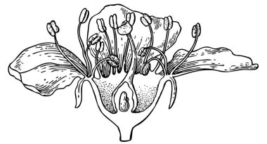 Çiçek elementleriyle arka planın vektör illüstrasyonu