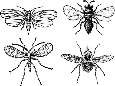 böcek vektör kümesi