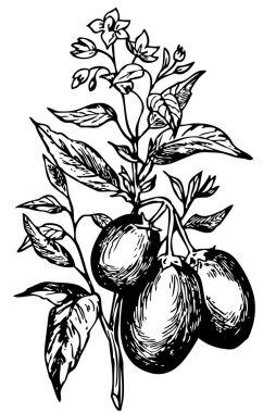 Elmanın meyveli bir dalının siyah beyaz çizimi. Beyaz arka planda izole edilmiş. Logo, amblem, etiket, rozet için vektör çizimi