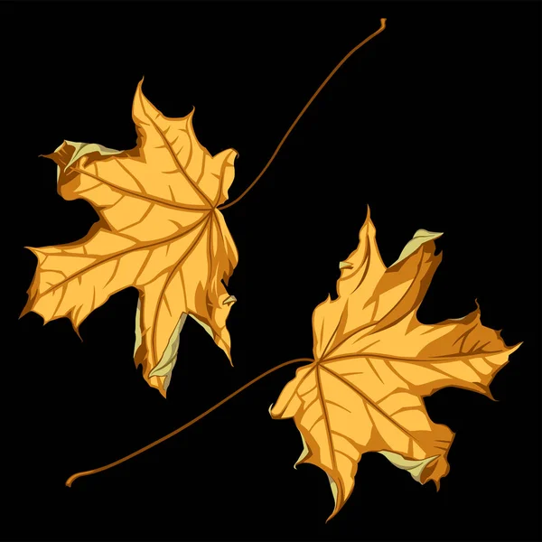 Maple Leaves Black Background — Stock Vector