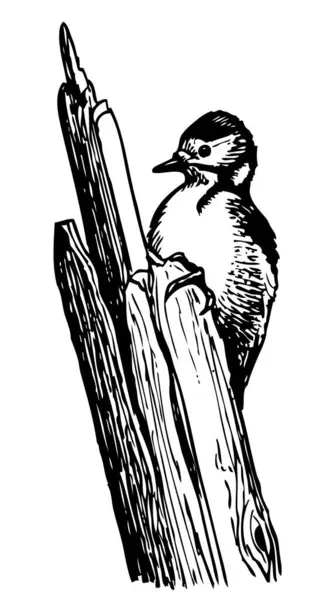 Oiseau Est Assis Sur Une Branche — Image vectorielle