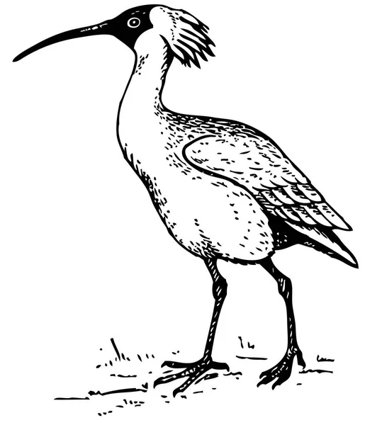 Illustration Black Bird — Stock Vector