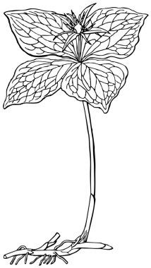 Çiçek elementleriyle arka planın vektör illüstrasyonu