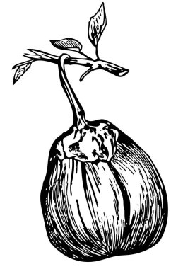 Siyah ve beyaz soğan çizilmiş el çiziminin vektör çizimi.