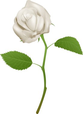 Beyaz üzerine izole edilmiş gerçekçi vektör gülü