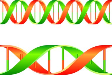 DNA zinciri çizimi beyaz arkaplanda izole edildi